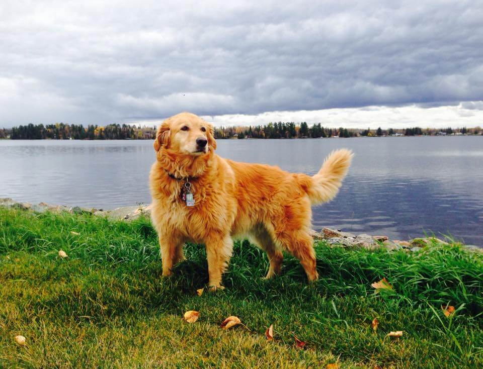 レトリーバー,オリジン,フード