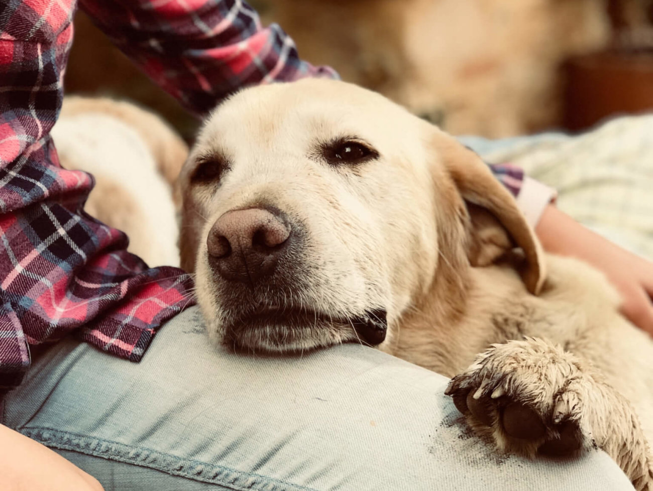 レトリーバー,オリジン,フード