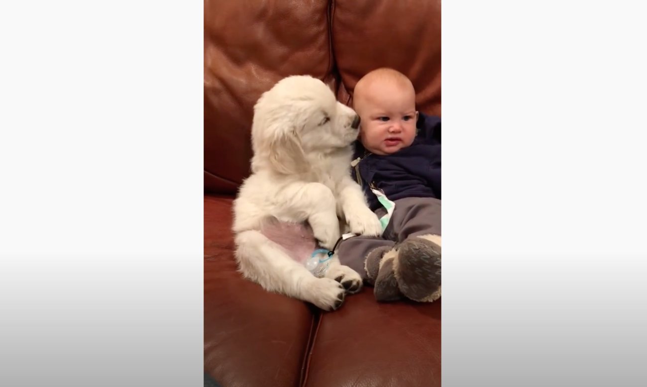 ゴールデンレトリーバー,動画