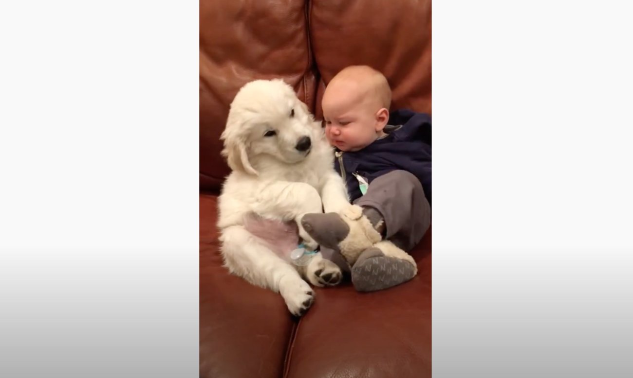 ゴールデンレトリーバー,動画