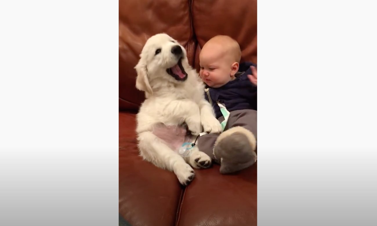 ゴールデンレトリーバー,動画