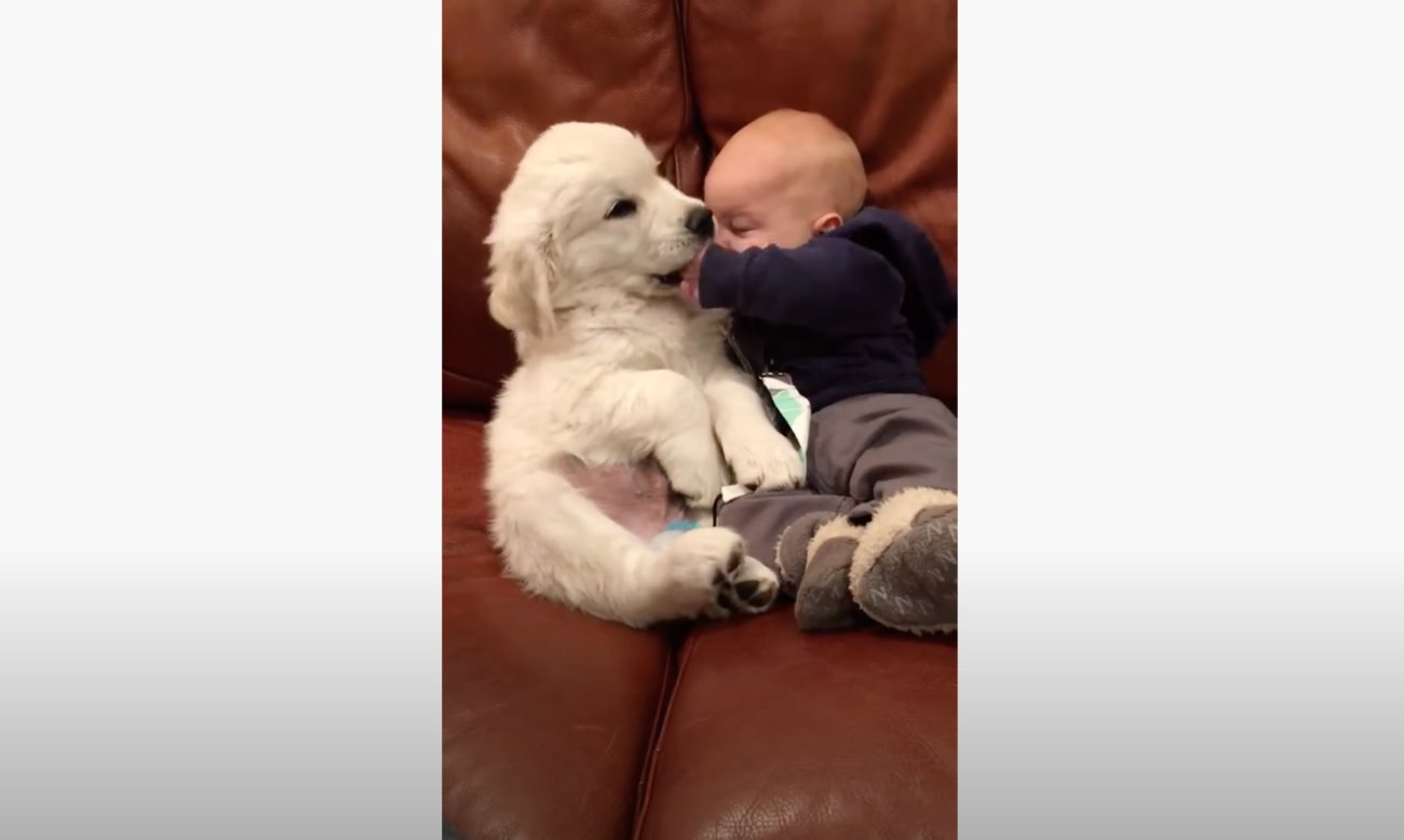 ゴールデンレトリーバー,動画