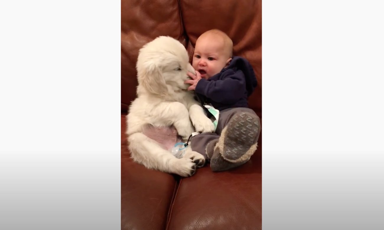 ゴールデンレトリーバー,動画