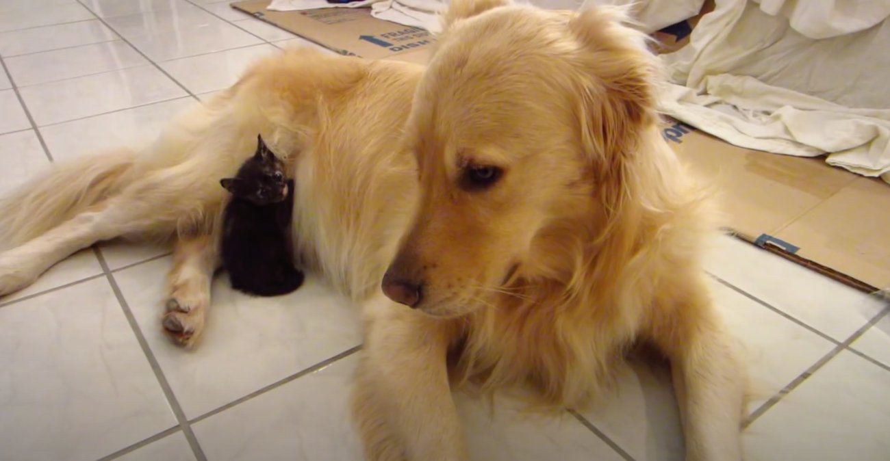 ゴールデンレトリーバー,動画