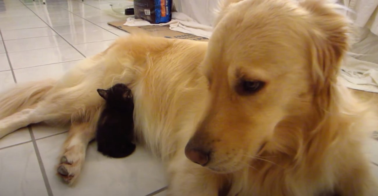 ゴールデンレトリーバー,動画