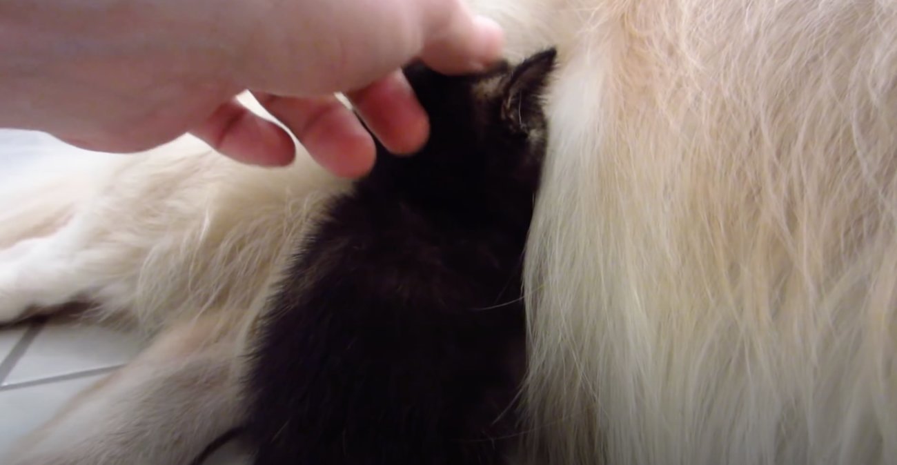 ゴールデンレトリーバー,動画