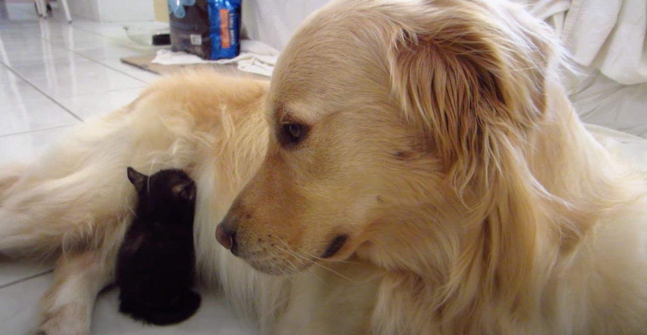 ゴールデンレトリーバー,動画