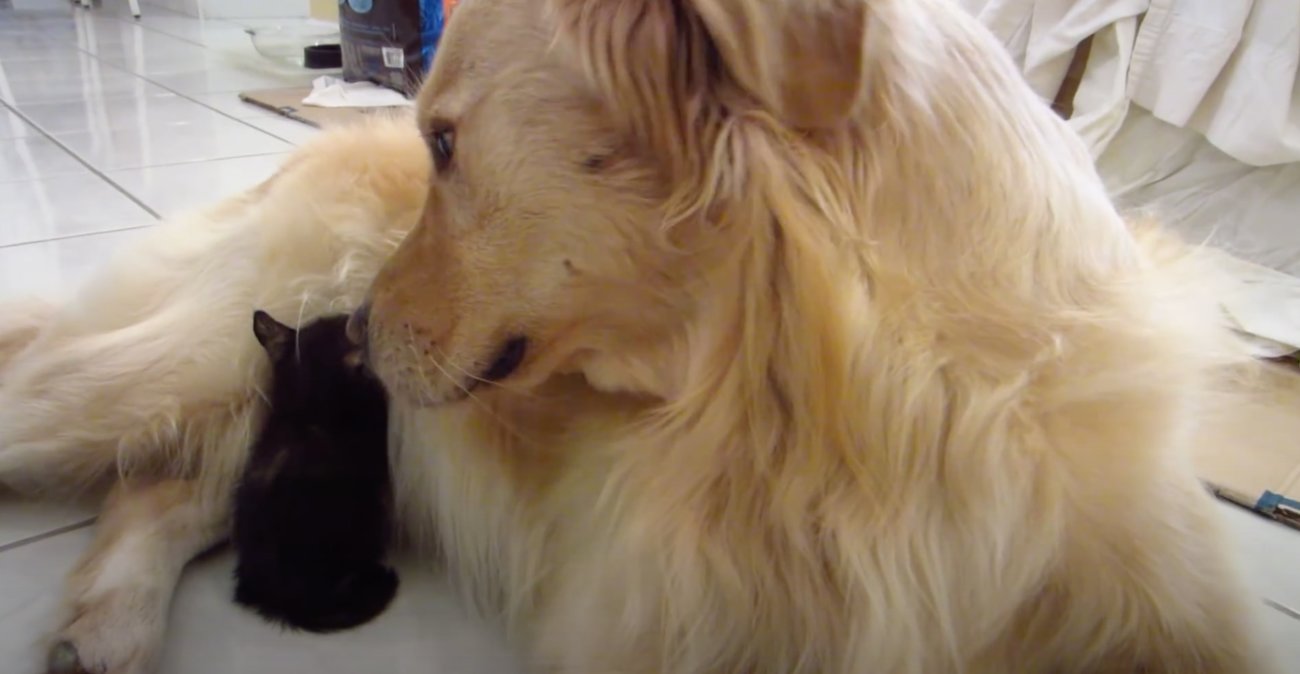 ゴールデンレトリーバー,動画