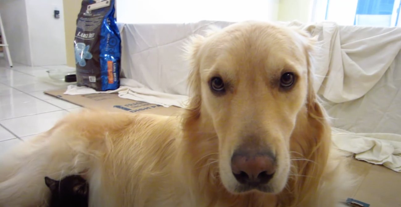 ゴールデンレトリーバー,動画