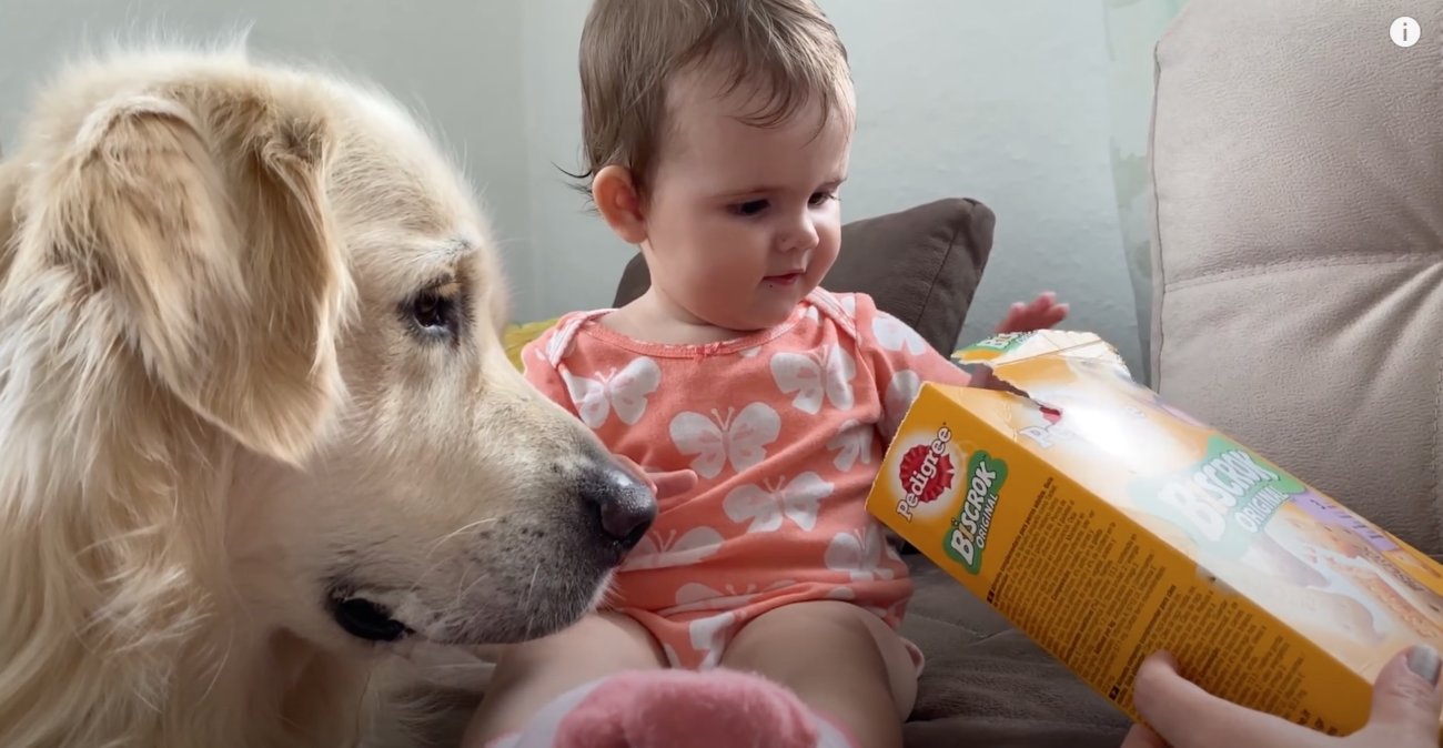 ゴールデンレトリーバー,動画