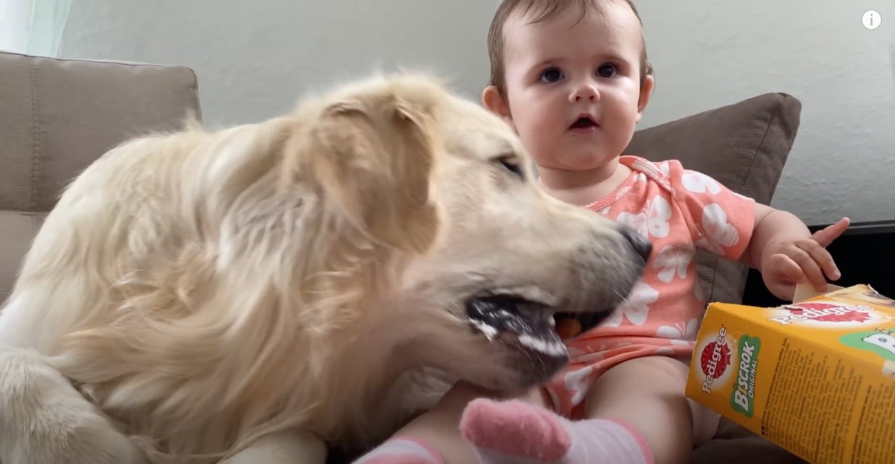 ゴールデンレトリーバー,動画