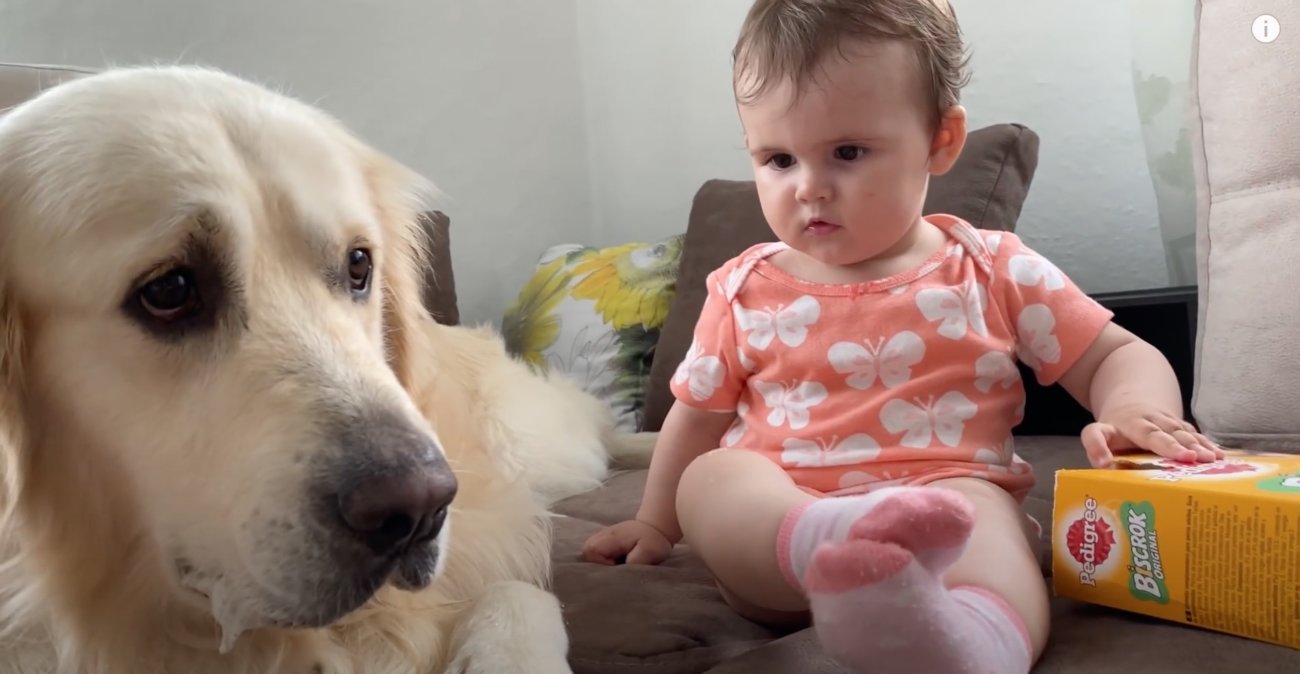 ゴールデンレトリーバー,動画