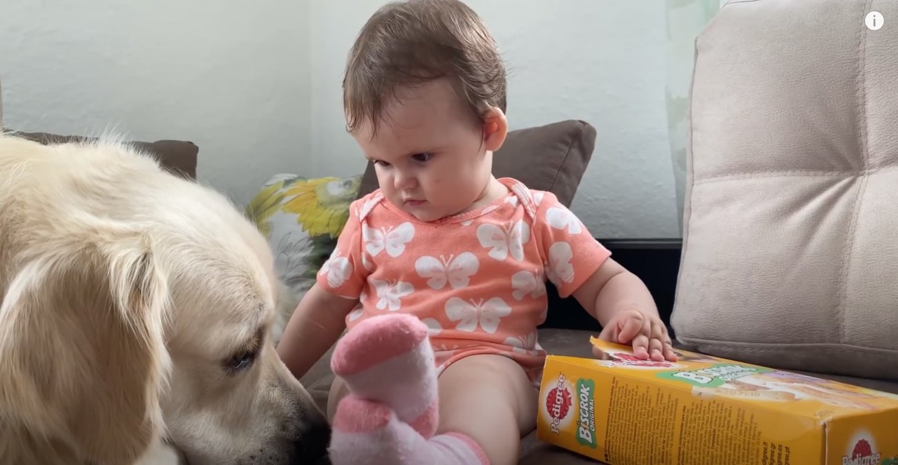 ゴールデンレトリーバー,動画