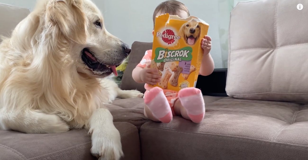 ゴールデンレトリーバー,動画