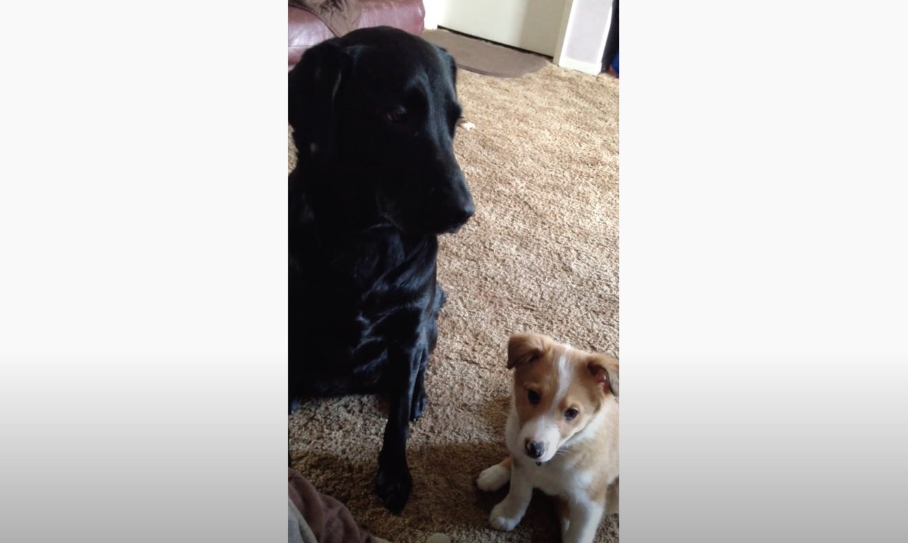 ラブラドールレトリーバー,動画