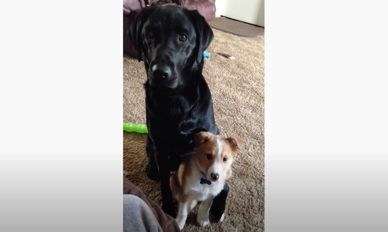 ラブラドールレトリーバー,動画