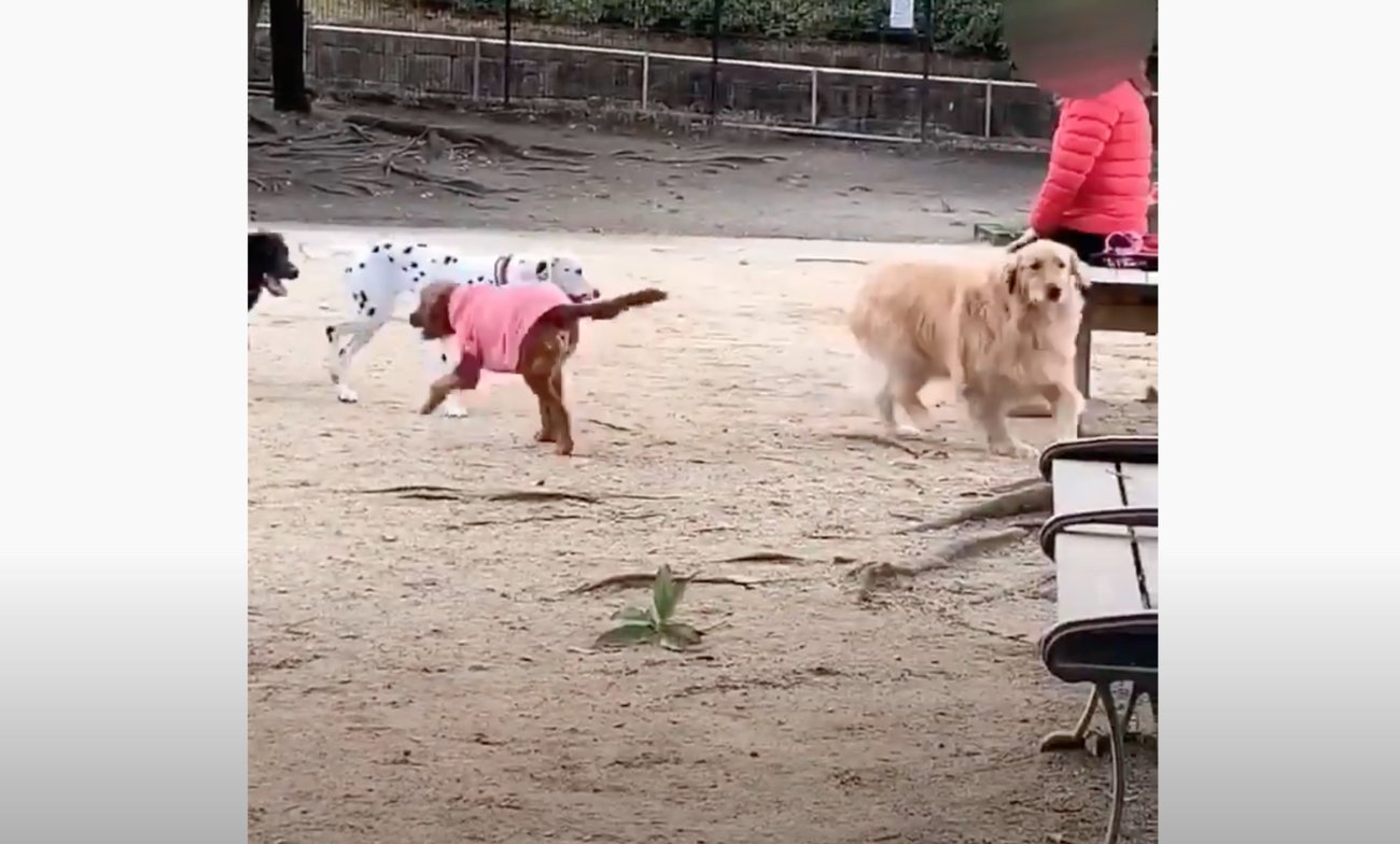 ゴールデンレトリーバー,動画