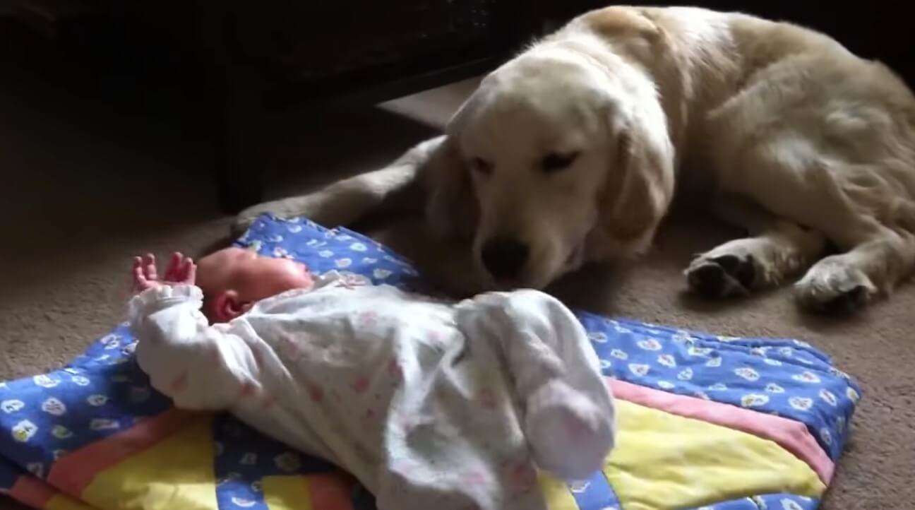 ゴールデンレトリーバー,動画