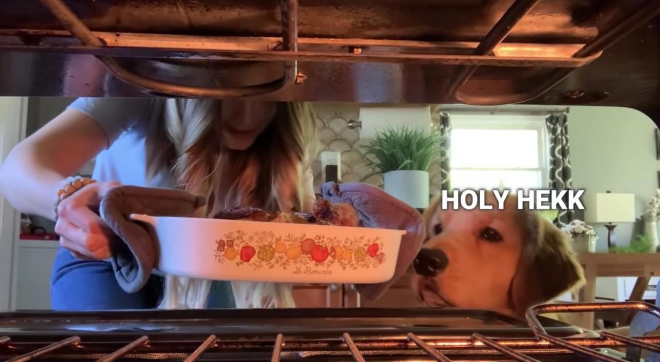 ゴールデンレトリーバー,動画