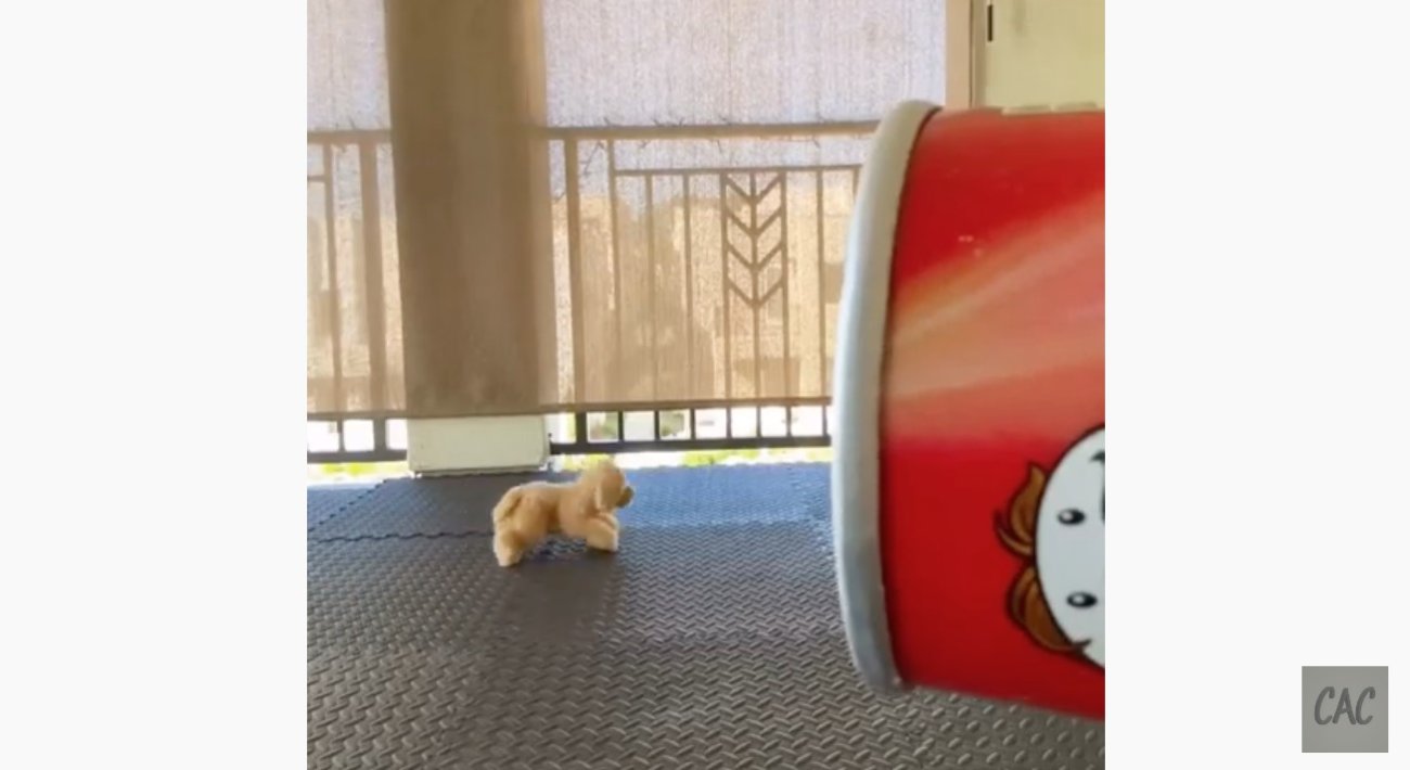 ゴールデンレトリーバー,動画