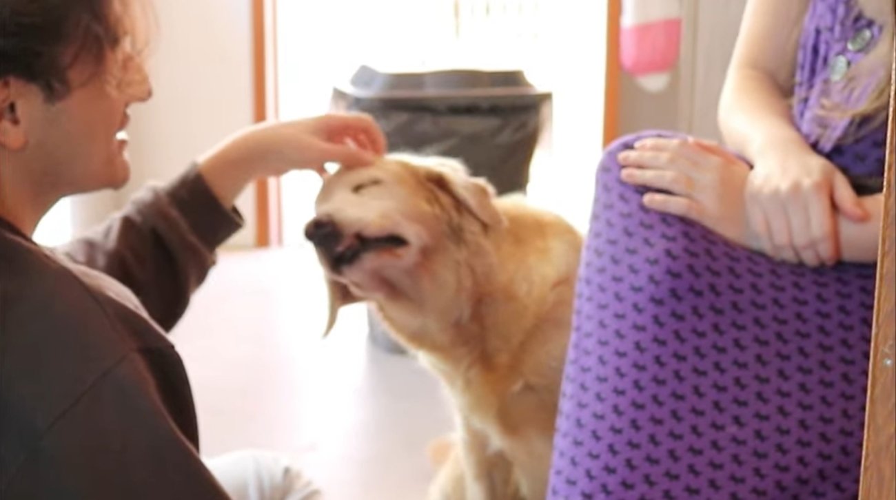 ゴールデンレトリーバー,動画