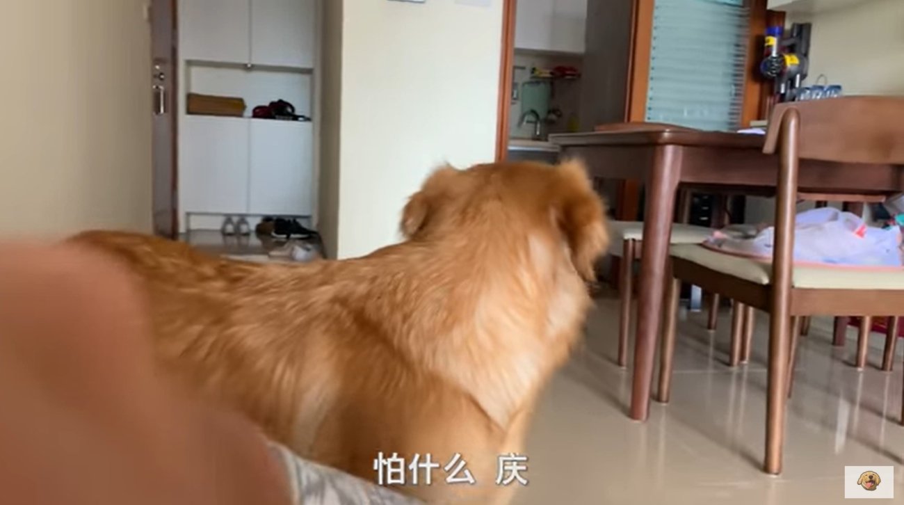 ゴールデンレトリーバー,動画