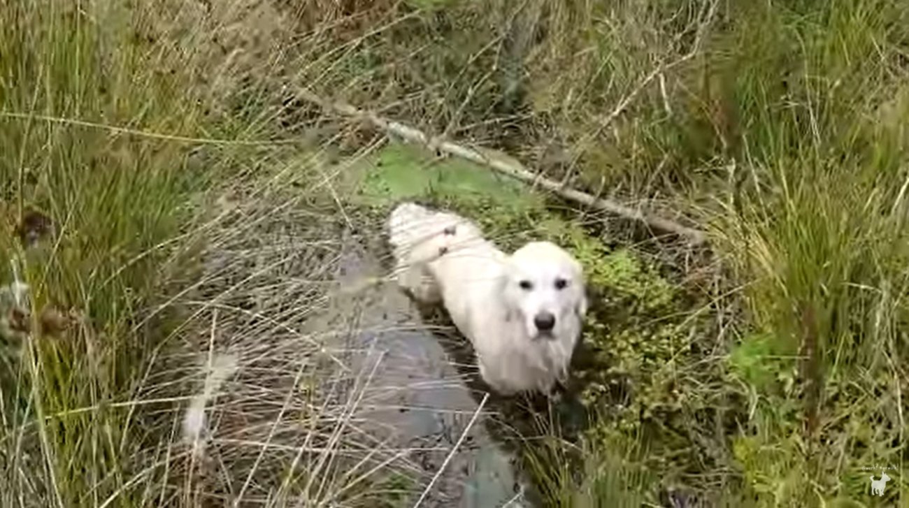 ゴールデンレトリーバー,動画