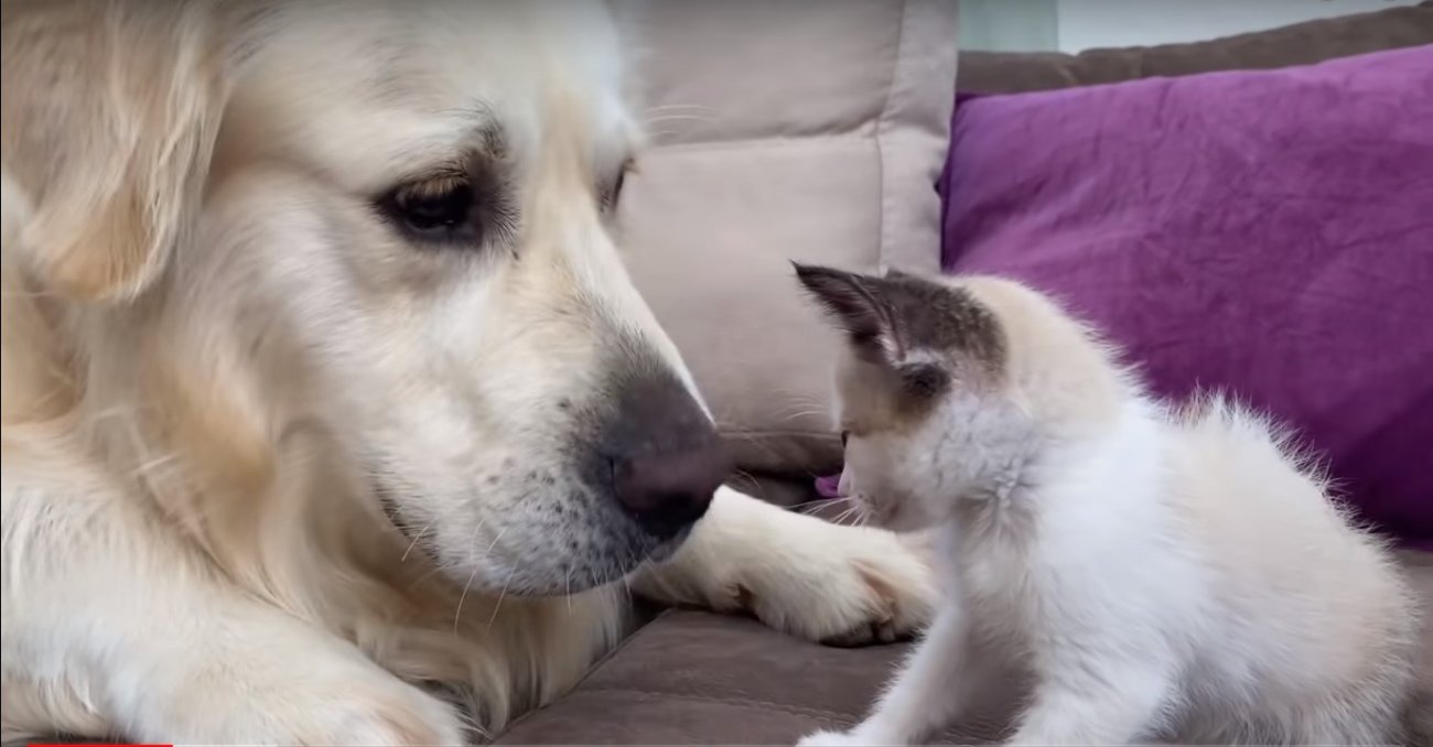 ゴールデンレトリーバー,動画