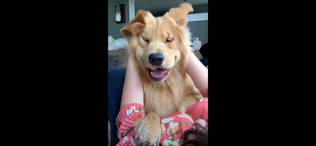 ゴールデンレトリーバー,動画