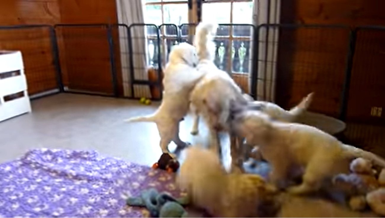 ゴールデンレトリーバー,動画