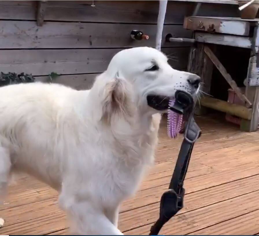 ゴールデンレトリーバー,動画