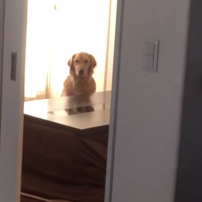 ゴールデンレトリーバー,動画