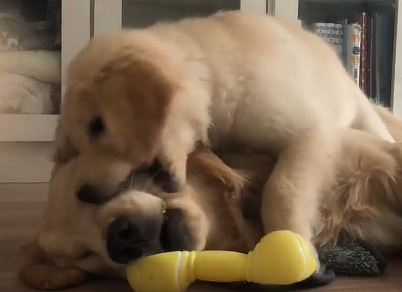 ゴールデンレトリーバー,動画