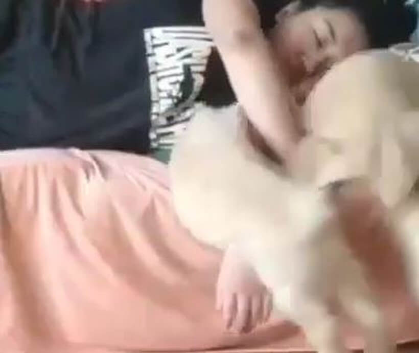 ゴールデンレトリーバー,動画