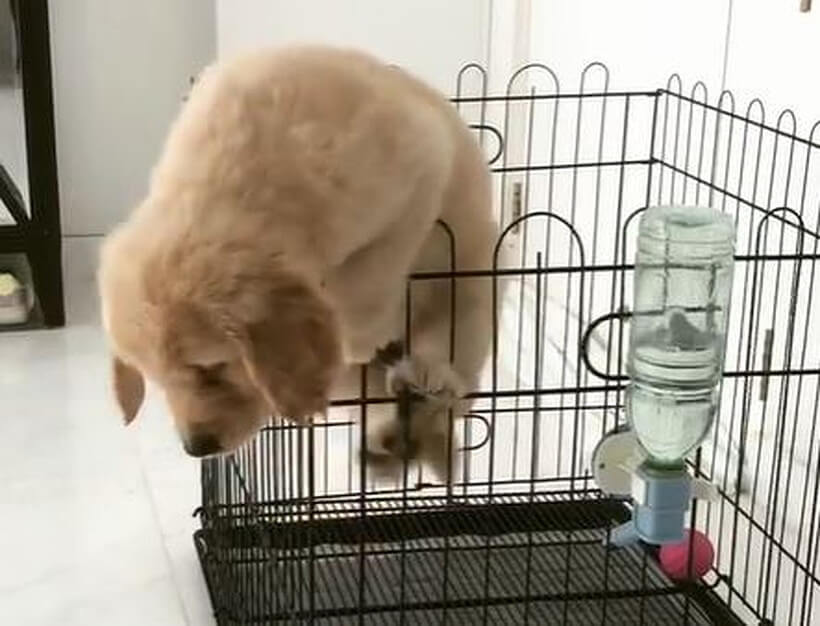 ゴールデンレトリーバー,動画