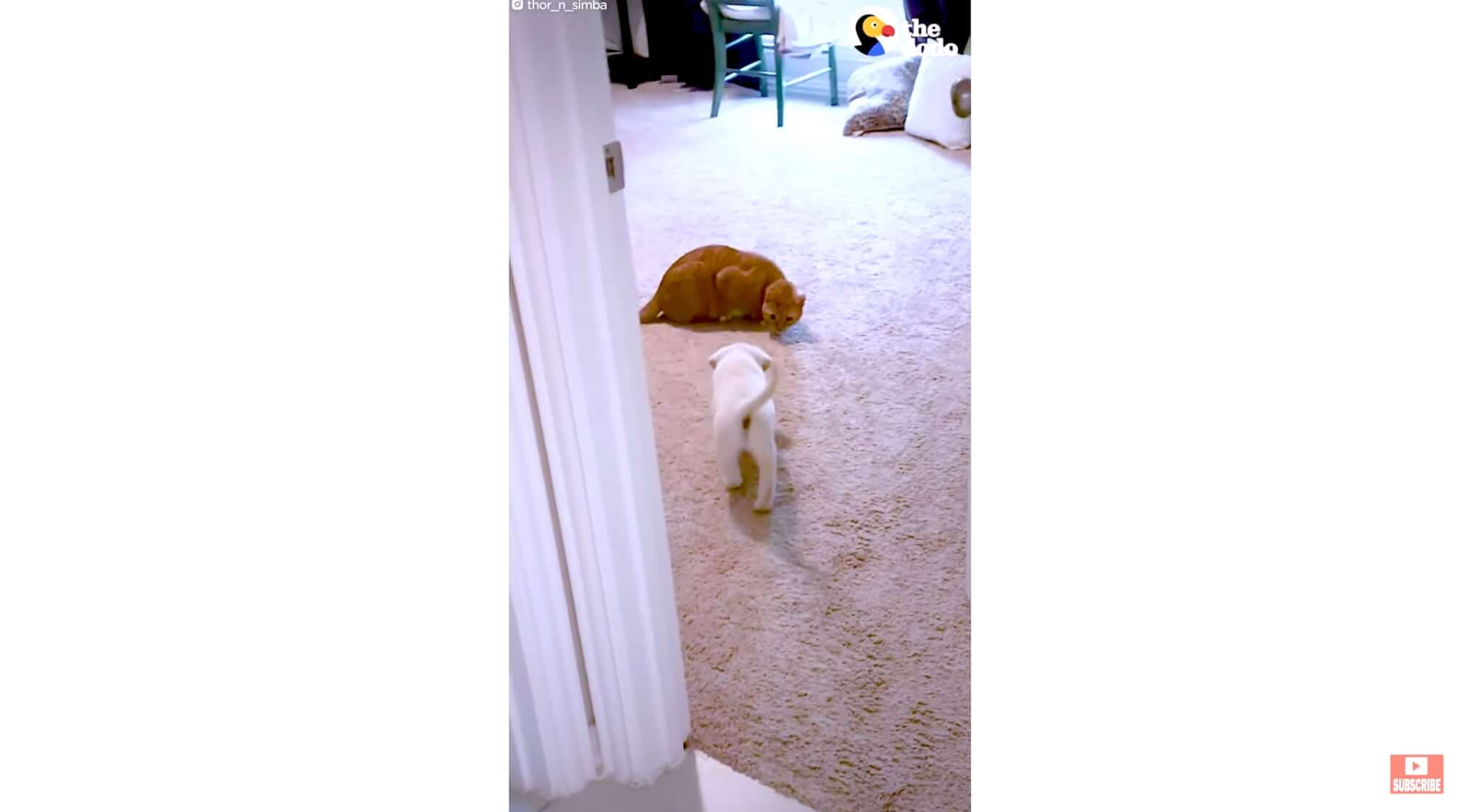 ラブラドールレトリーバー,動画