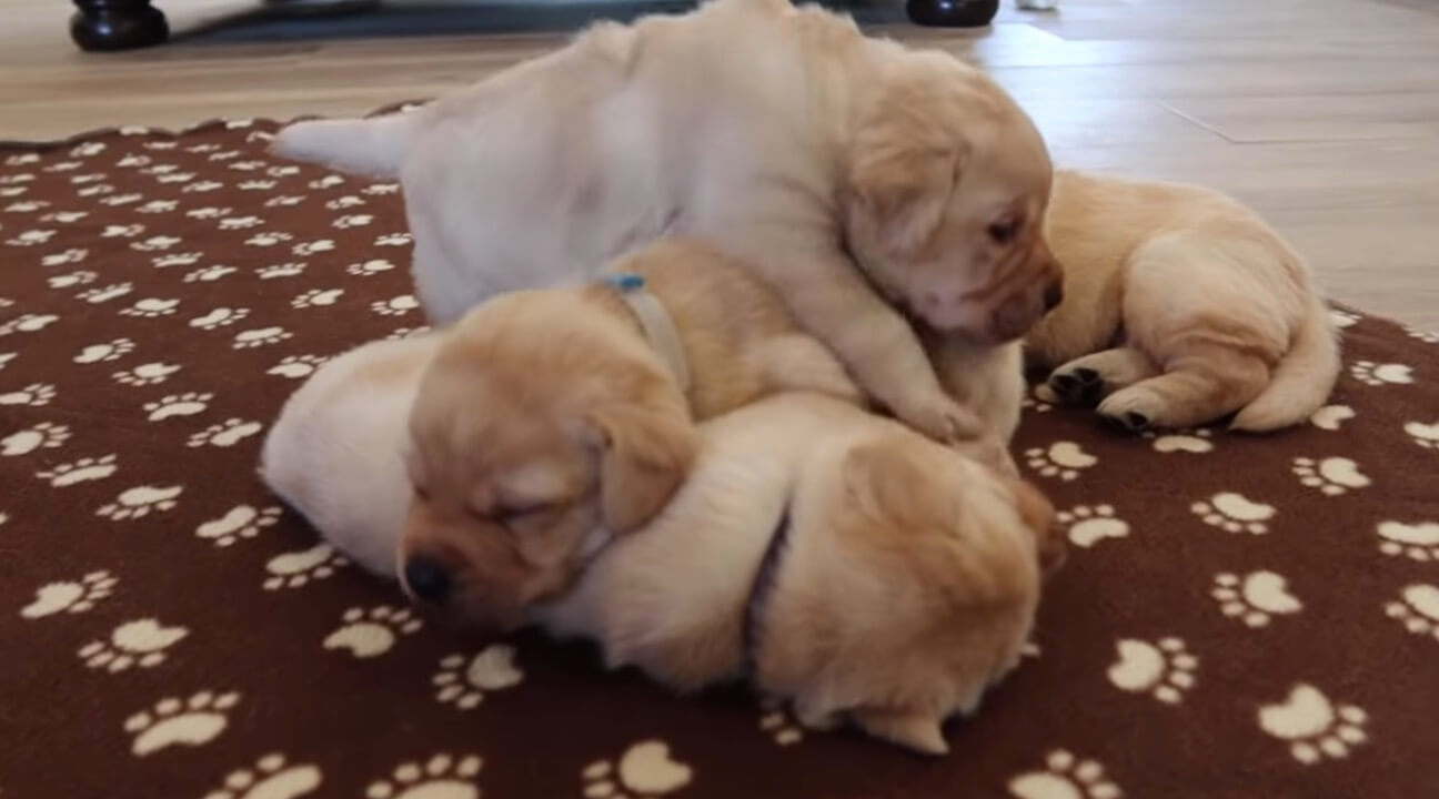 ラブラドールレトリーバー,動画