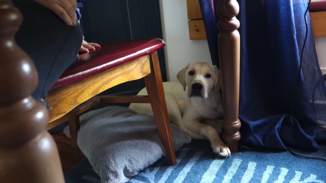 ラブラドールレトリーバー,動画