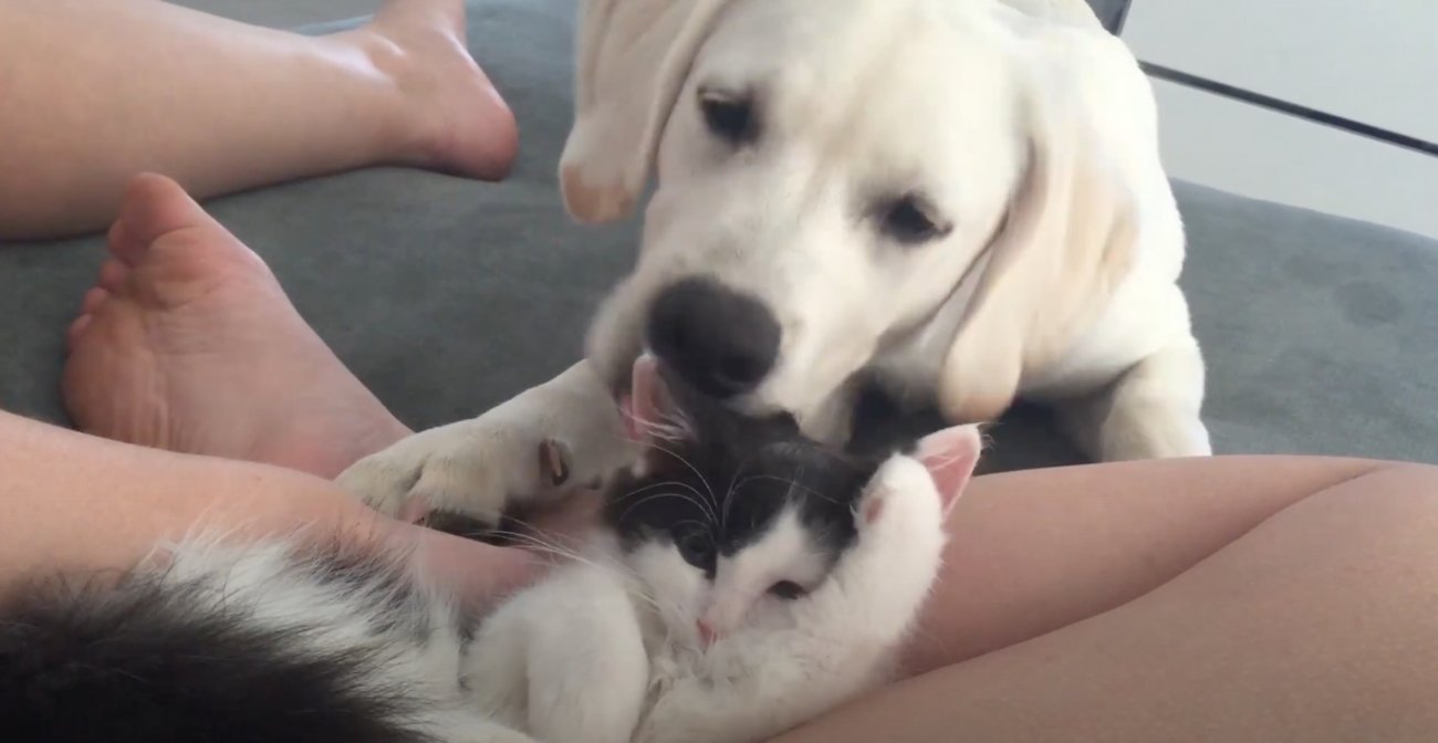 ラブラドールレトリーバー,動画