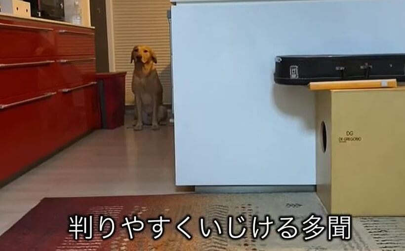 ラブラドールレトリーバー,動画