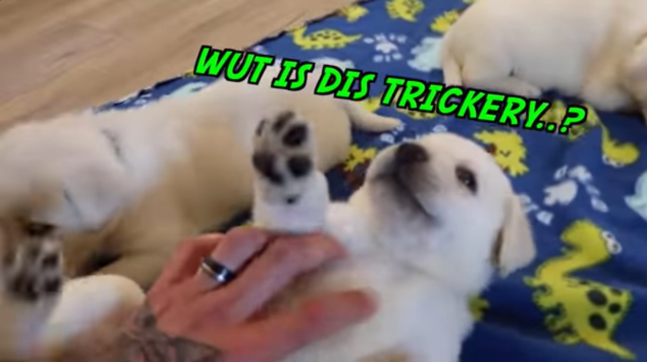 ラブラドールレトリーバー,動画