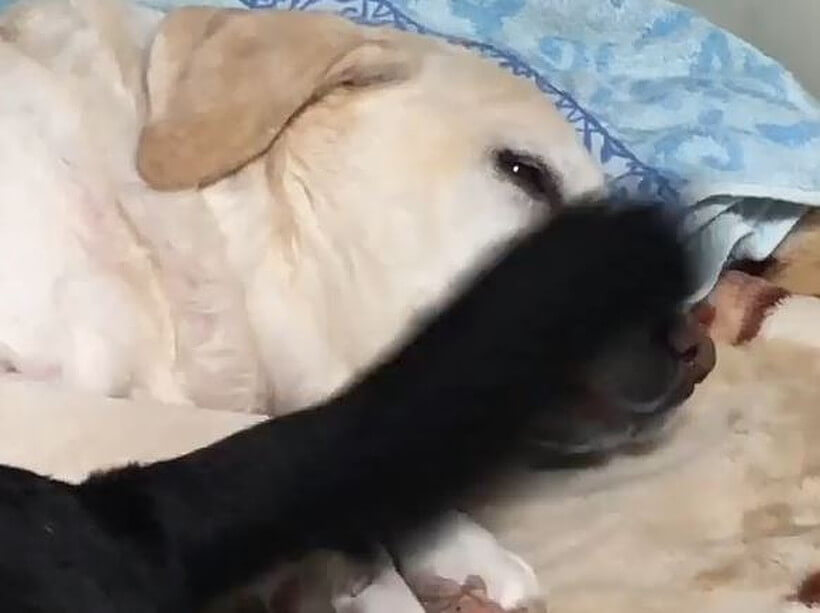 ラブラドールレトリーバー,動画