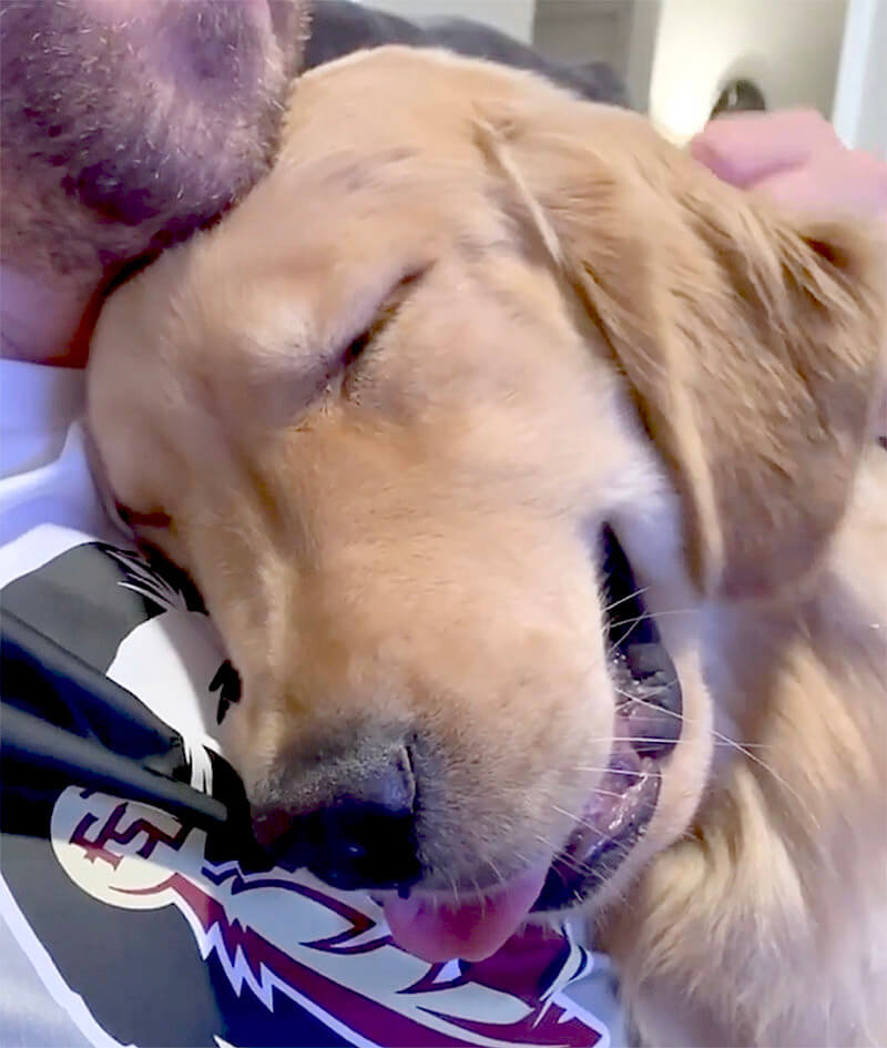 ゴールデンレトリーバー,動画