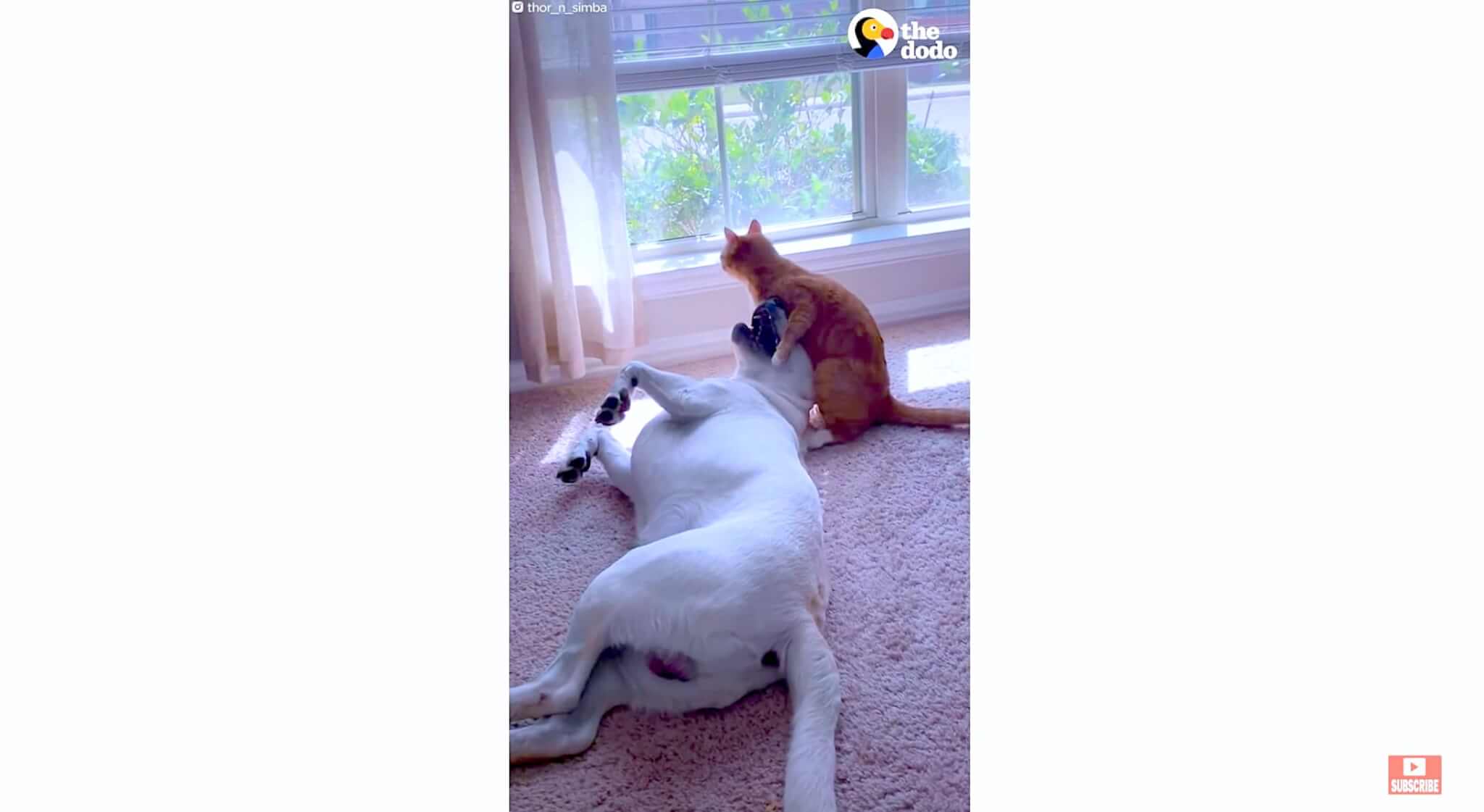 ラブラドールレトリーバー,動画