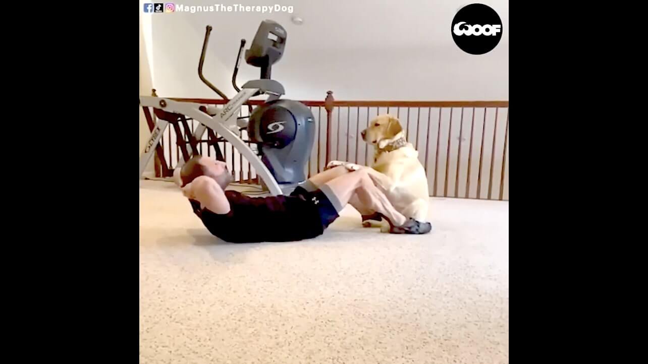 ラブラドールレトリーバー,動画