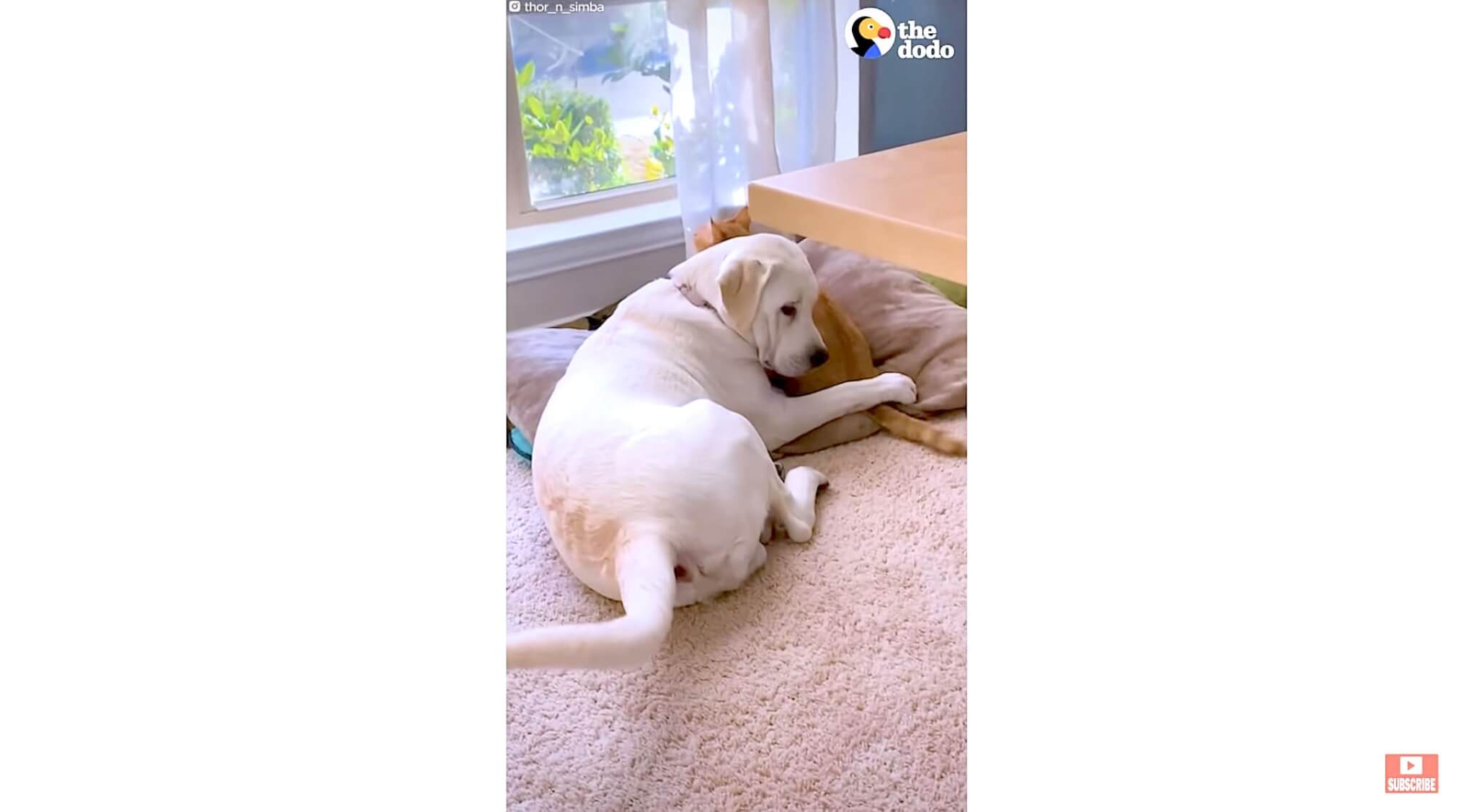 ラブラドールレトリーバー,動画