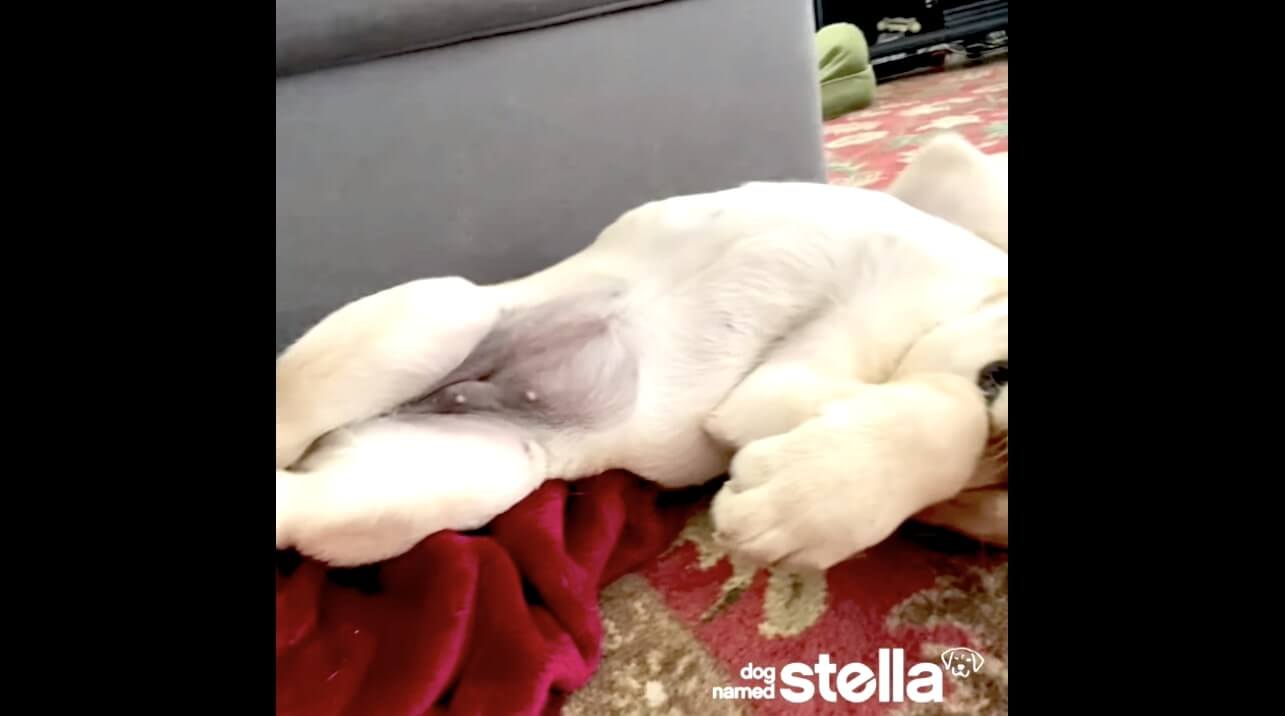 ラブラドールレトリーバー,動画