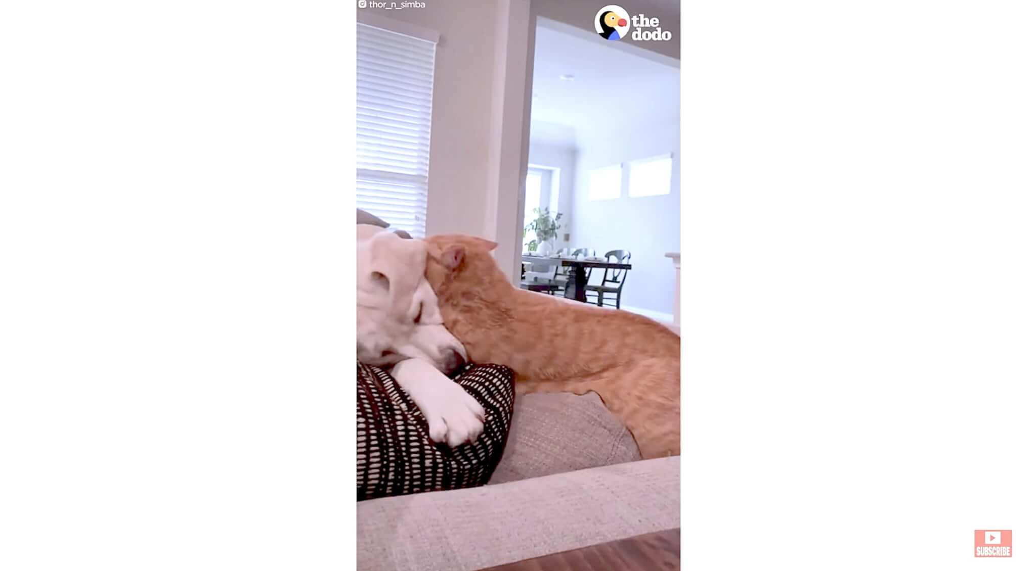 ラブラドールレトリーバー,動画