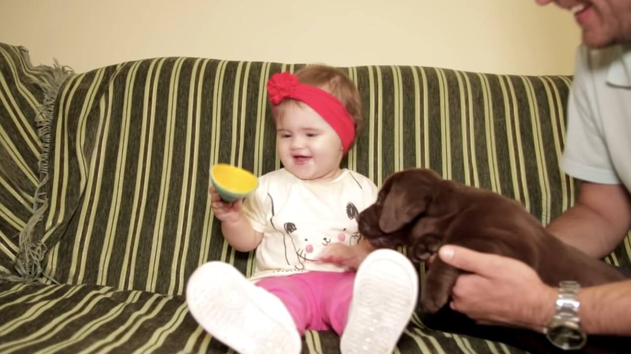 ラブラドールレトリーバー,動画