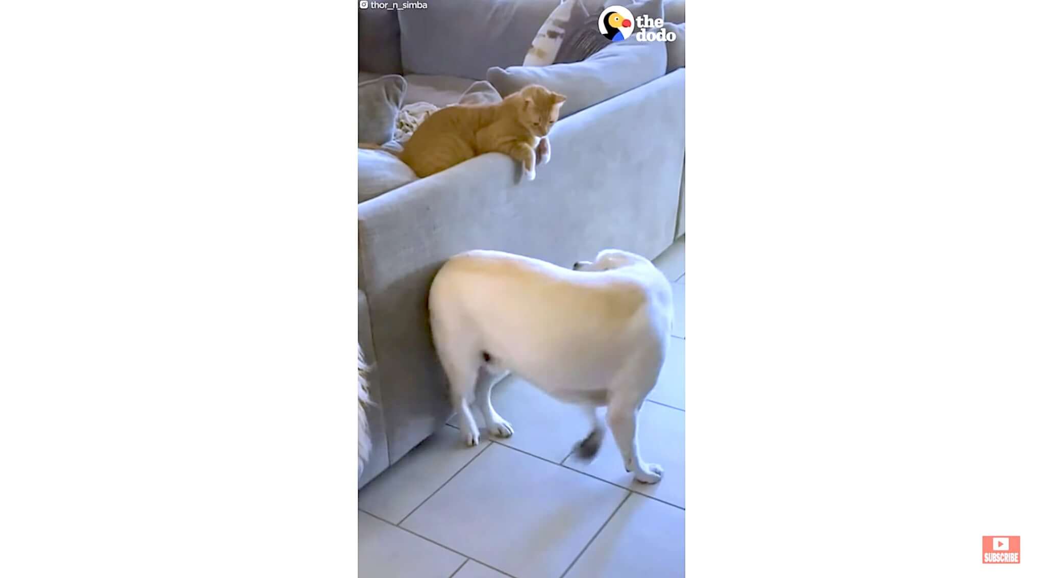 ラブラドールレトリーバー,動画